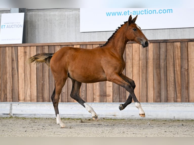 Belgisches Warmblut Stute Fohlen (03/2025) Rotbrauner in Zelle