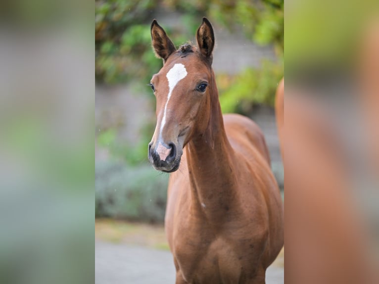 Belgisches Warmblut Stute Fohlen (03/2025) Rotbrauner in Zelle
