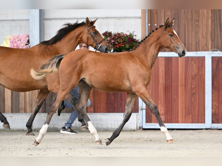 Belgisches Warmblut Stute Fohlen (03/2025) Rotbrauner in Zelle