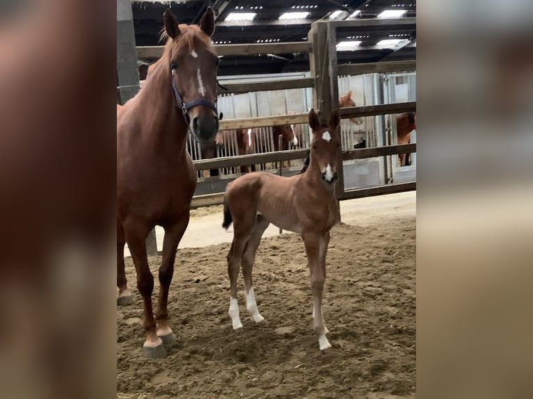 Belgisches Warmblut Stute Fohlen (01/2024) Rotbrauner in Belgium