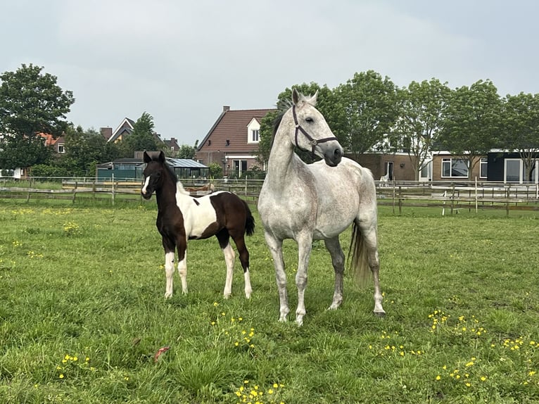 Belgisches Warmblut Stute Fohlen (03/2024) Schecke in ssen