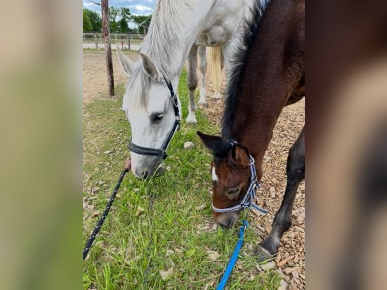 Belgisches Warmblut Stute Fohlen (04/2025) in Geel