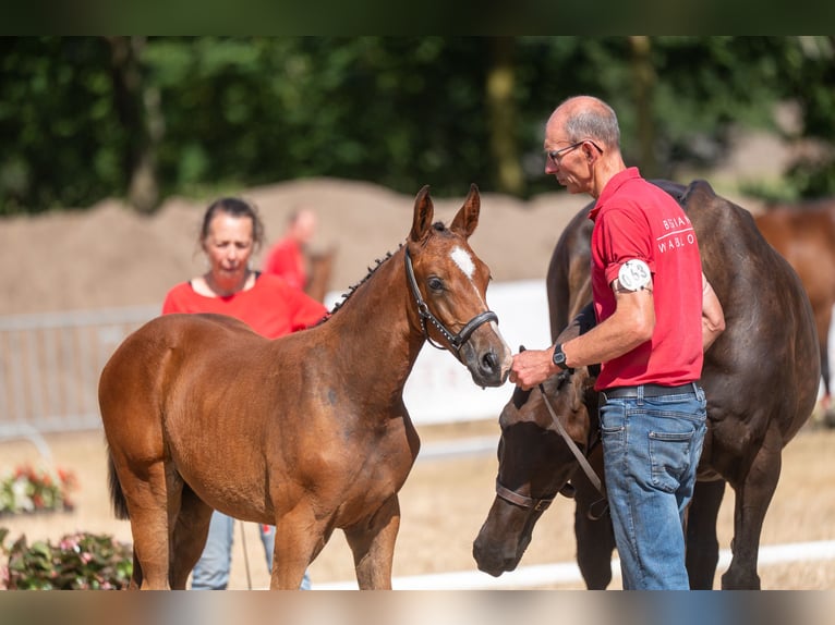 Belgisches Warmblut Stute Fohlen (06/2026)  in Kaulille