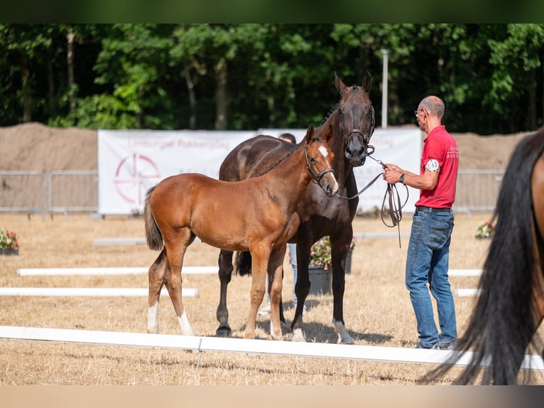 Belgisches Warmblut Stute Fohlen (06/2026)  in Kaulille