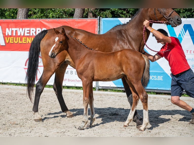 Belgisches Warmblut Stute Fohlen (05/2026)  in Kaulille