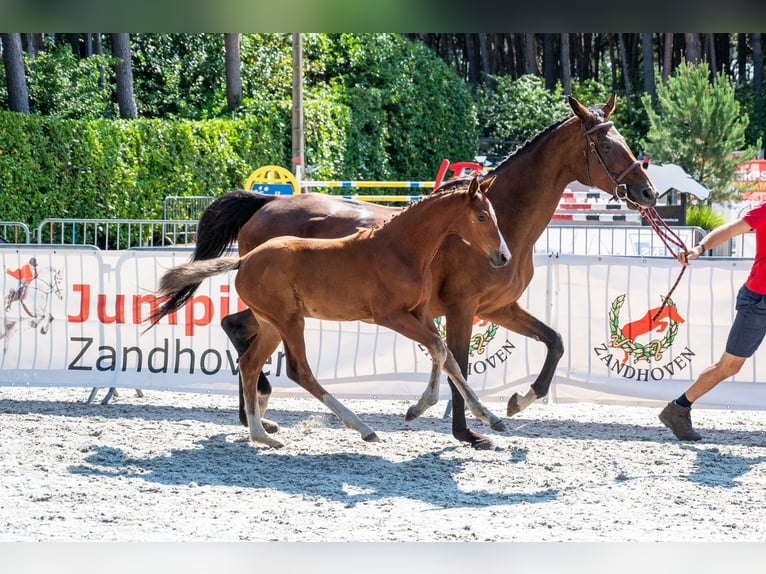 Belgisches Warmblut Stute Fohlen (05/2026)  in Kaulille