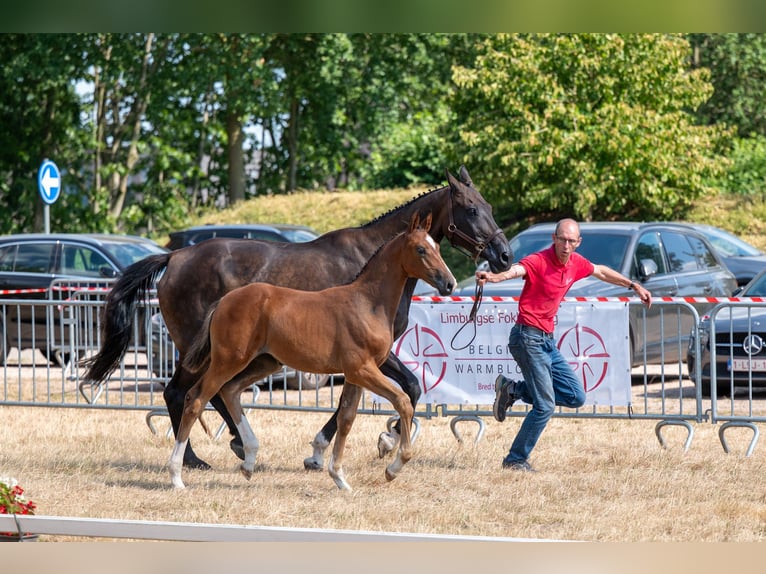 Belgisches Warmblut Stute Fohlen (06/2026)  in Kaulille