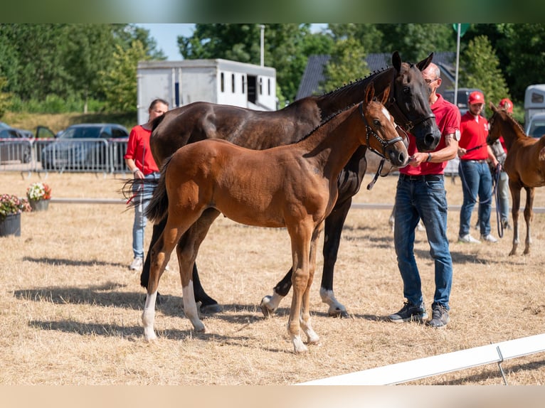 Belgisches Warmblut Stute Fohlen (06/2026)  in Kaulille