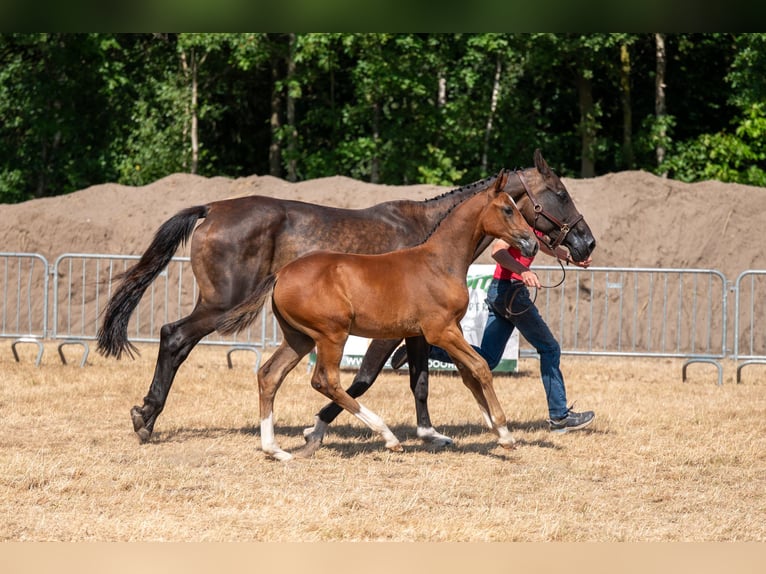 Belgisches Warmblut Stute Fohlen (06/2026)  in Kaulille