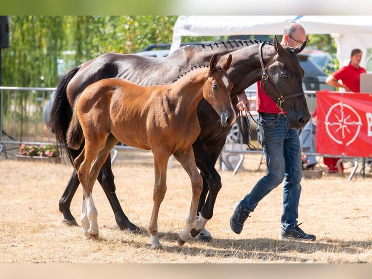 Belgisches Warmblut Stute Fohlen (06/2026)  in Kaulille