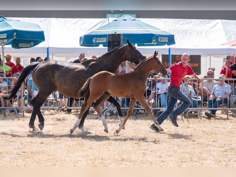 Belgisches Warmblut Stute Fohlen (06/2026)  in Kaulille