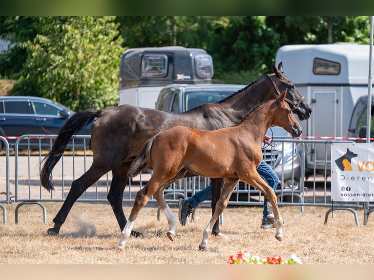Belgisches Warmblut Stute Fohlen (06/2026)  in Kaulille
