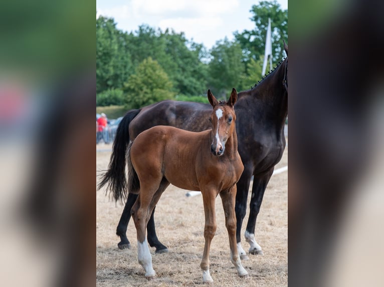 Belgisches Warmblut Stute Fohlen (06/2026)  in Kaulille