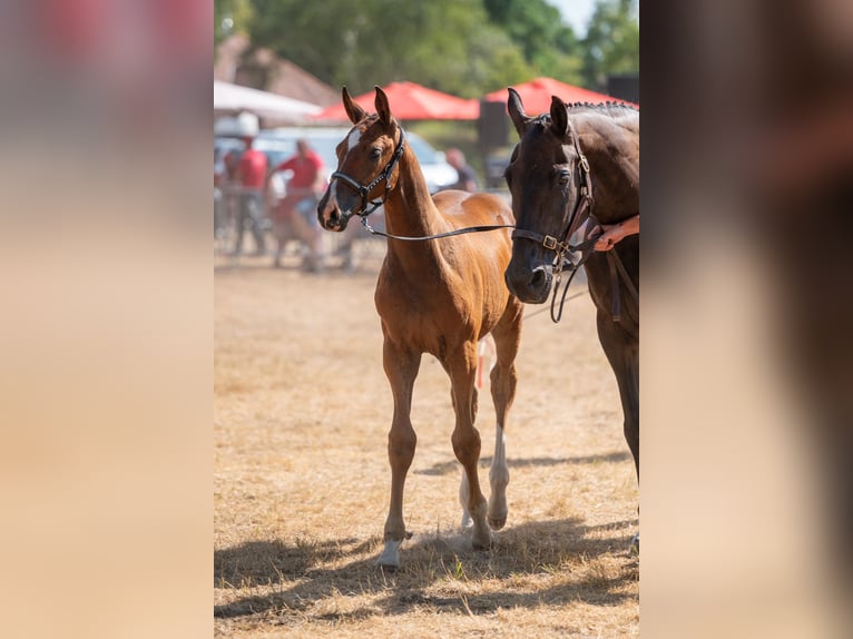 Belgisches Warmblut Stute Fohlen (06/2026)  in Kaulille