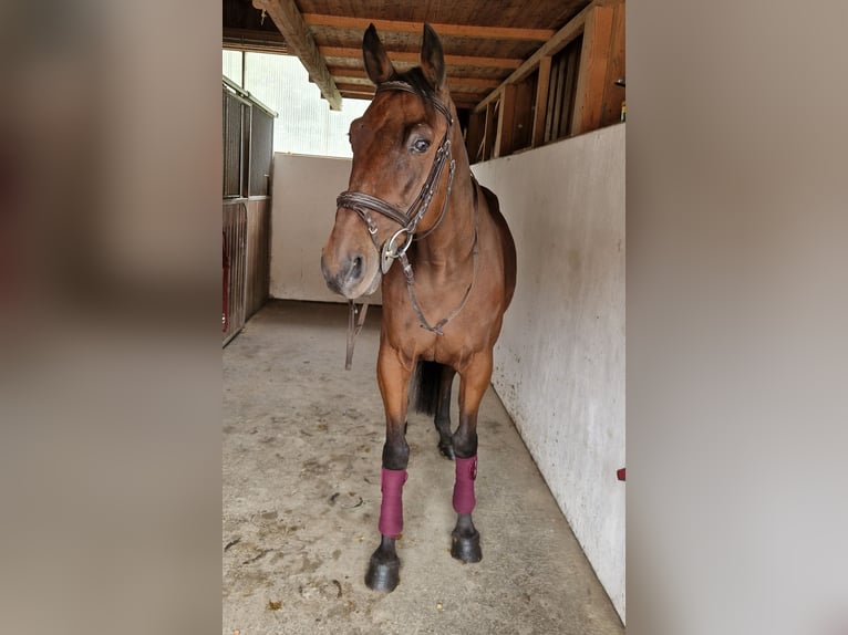Belgisches Warmblut Wallach 10 Jahre 157 cm Brauner in Gummern