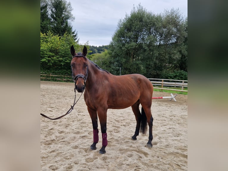 Belgisches Warmblut Wallach 10 Jahre 157 cm Brauner in Gummern
