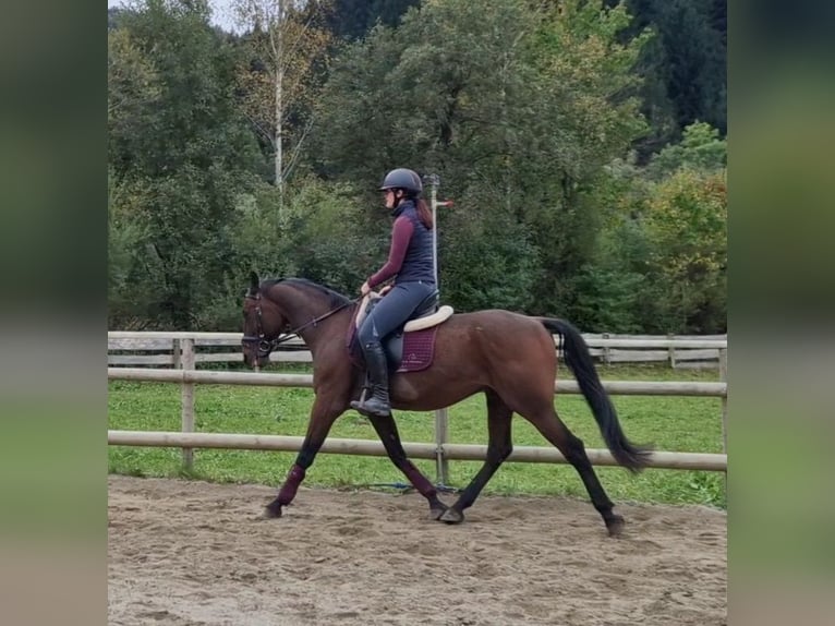 Belgisches Warmblut Wallach 10 Jahre 157 cm Brauner in Gummern