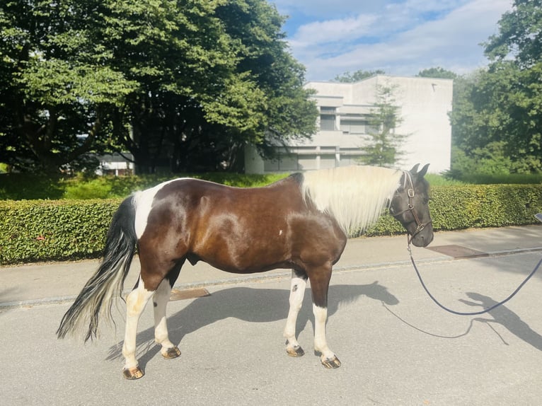 Belgisches Warmblut Wallach 10 Jahre 157 cm Schecke in Dietikon