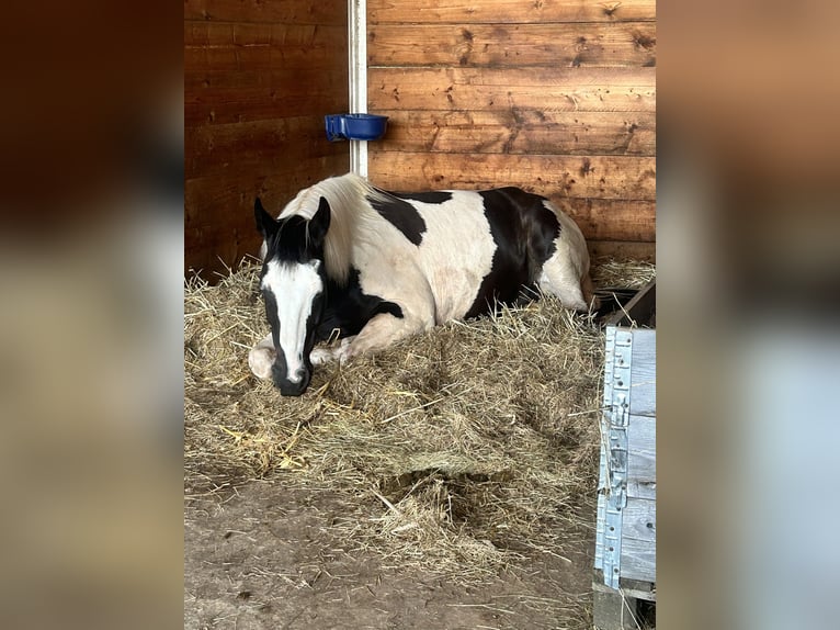 Belgisches Warmblut Mix Wallach 10 Jahre 165 cm Schecke in Merchweiler