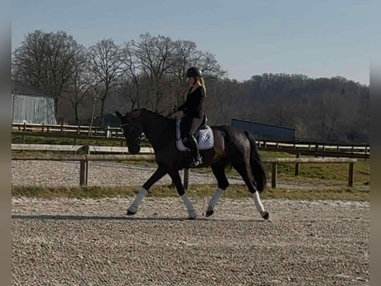 Belgisches Warmblut Wallach 10 Jahre 167 cm Rappe in N&#xEE;mes