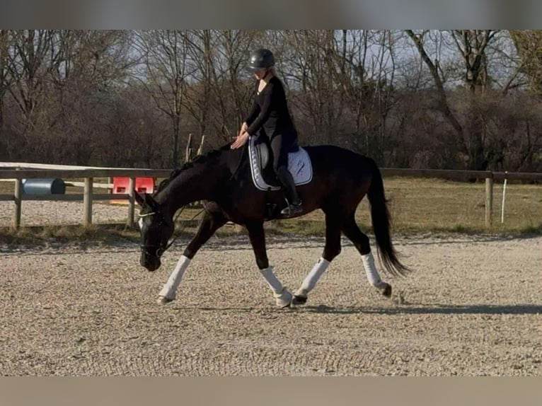 Belgisches Warmblut Wallach 10 Jahre 167 cm Rappe in N&#xEE;mes