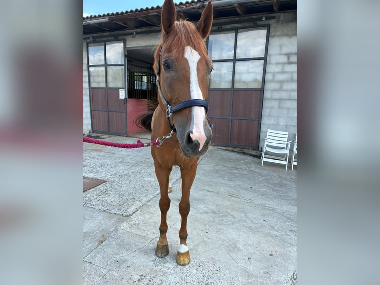 Belgisches Warmblut Wallach 10 Jahre 168 cm Fuchs in gattinara