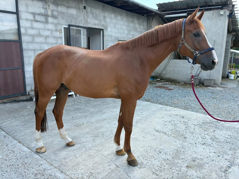 Belgisches Warmblut Wallach 10 Jahre 168 cm Fuchs in gattinara