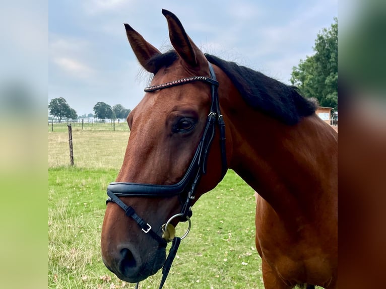 Belgisches Warmblut Wallach 10 Jahre 170 cm Brauner in Frechen