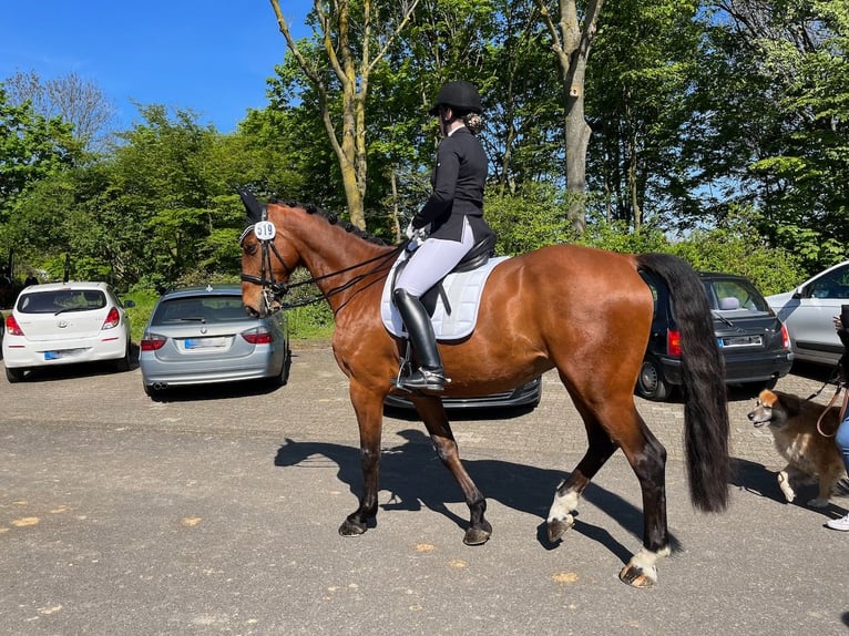 Belgisches Warmblut Wallach 10 Jahre 170 cm Brauner in Frechen