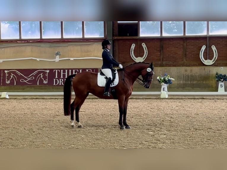 Belgisches Warmblut Wallach 10 Jahre 170 cm Brauner in Frechen