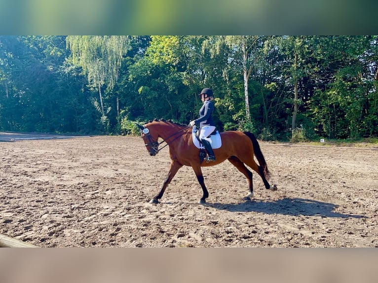 Belgisches Warmblut Wallach 10 Jahre 170 cm Brauner in Frechen