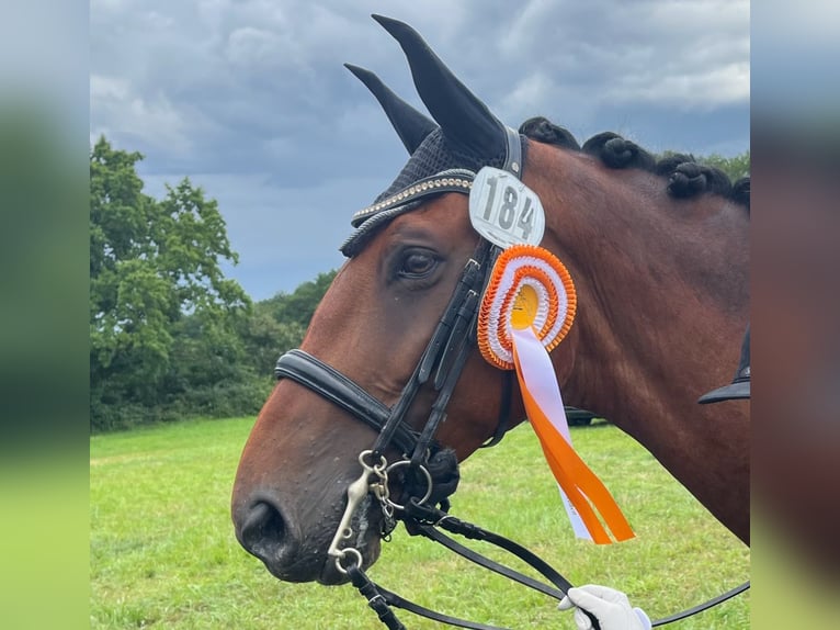 Belgisches Warmblut Wallach 10 Jahre 170 cm Brauner in Frechen