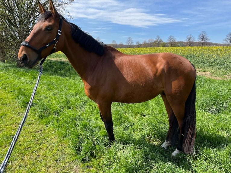 Belgisches Warmblut Wallach 10 Jahre 170 cm Brauner in Frechen