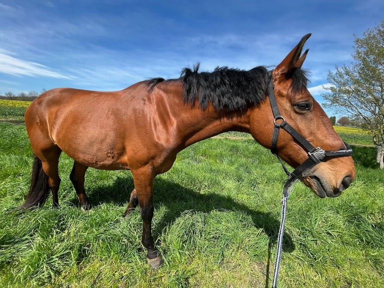 Belgisches Warmblut Wallach 10 Jahre 170 cm Brauner in Frechen