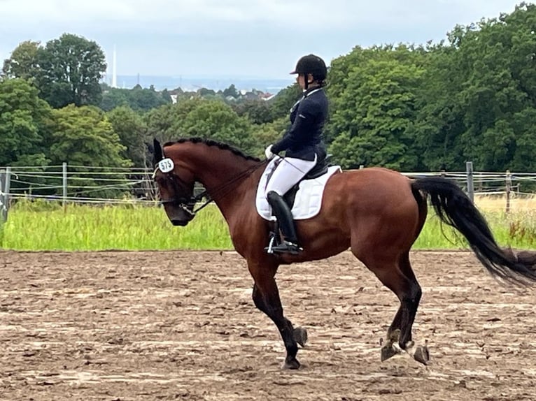 Belgisches Warmblut Wallach 10 Jahre 170 cm Brauner in Frechen