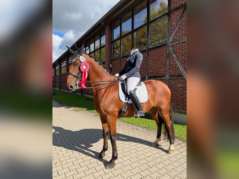 Belgisches Warmblut Wallach 10 Jahre 170 cm Brauner in Frechen