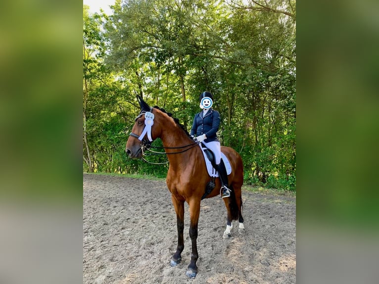 Belgisches Warmblut Wallach 10 Jahre 170 cm Brauner in Frechen