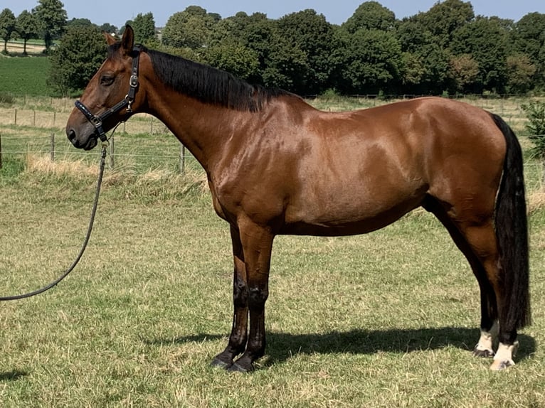 Belgisches Warmblut Wallach 10 Jahre 170 cm Brauner in Köln Belgisches Warmblut Wallach 10 Jahre 170 cm Brauner in Köln