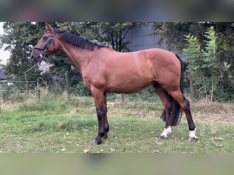 Belgisches Warmblut Wallach 10 Jahre 170 cm Brauner in Köln Belgisches Warmblut Wallach 10 Jahre 170 cm Brauner in Köln