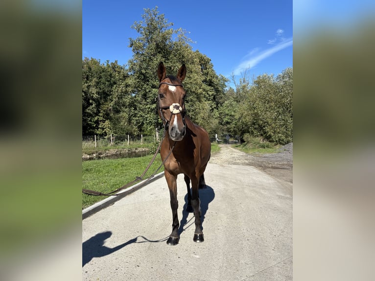 Belgisches Warmblut Wallach 10 Jahre 170 cm Dunkelbrauner in Bratislava