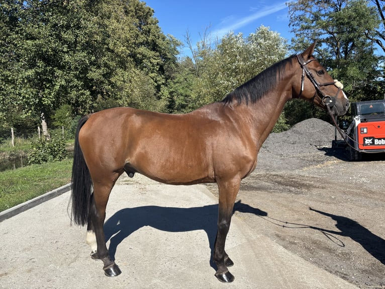 Belgisches Warmblut Wallach 10 Jahre 170 cm Dunkelbrauner in Bratislava