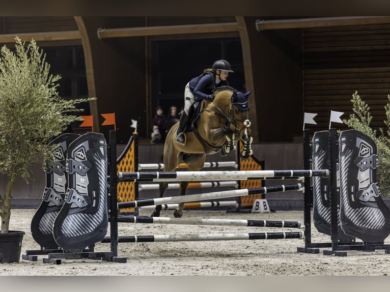Belgisches Warmblut Wallach 10 Jahre 170 cm Dunkelbrauner in Bratislava