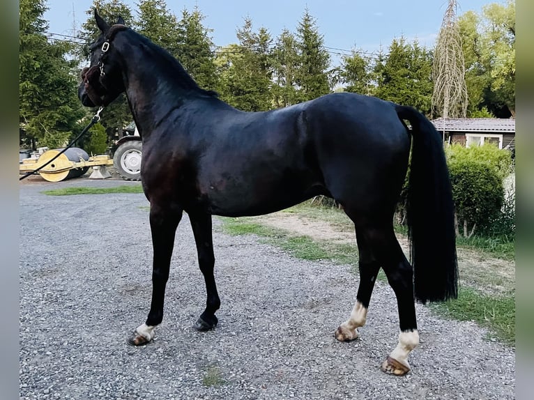 Belgisches Warmblut Wallach 10 Jahre 170 cm Schwarzbrauner in Holving