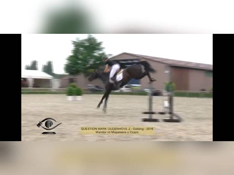 Belgisches Warmblut Wallach 10 Jahre 172 cm Rappe in Brugge