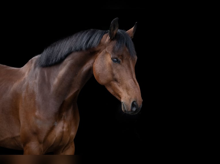 Belgisches Warmblut Wallach 10 Jahre 175 cm Brauner in Schalunen