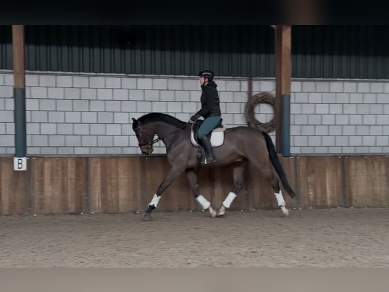 Belgisches Warmblut Wallach 10 Jahre 180 cm Brauner in Oud Gastel