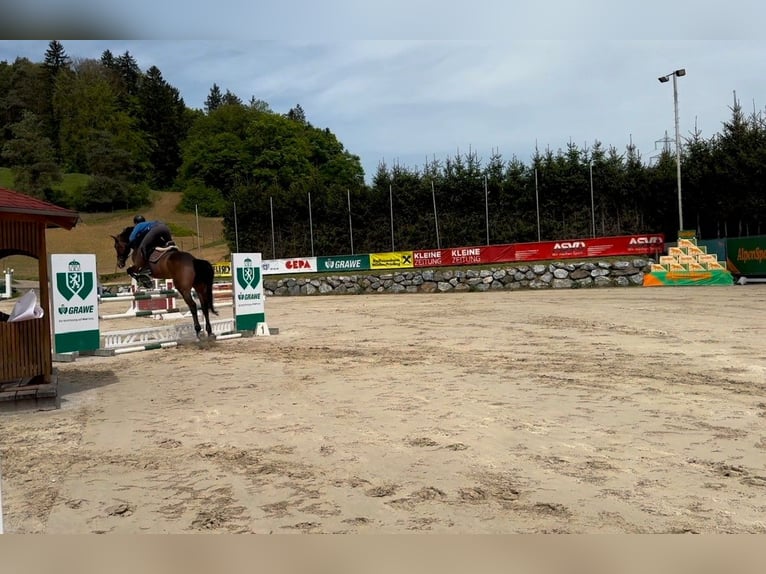 Belgisches Warmblut Wallach 10 Jahre 180 cm Brauner in Allerheiligen bei Wildon