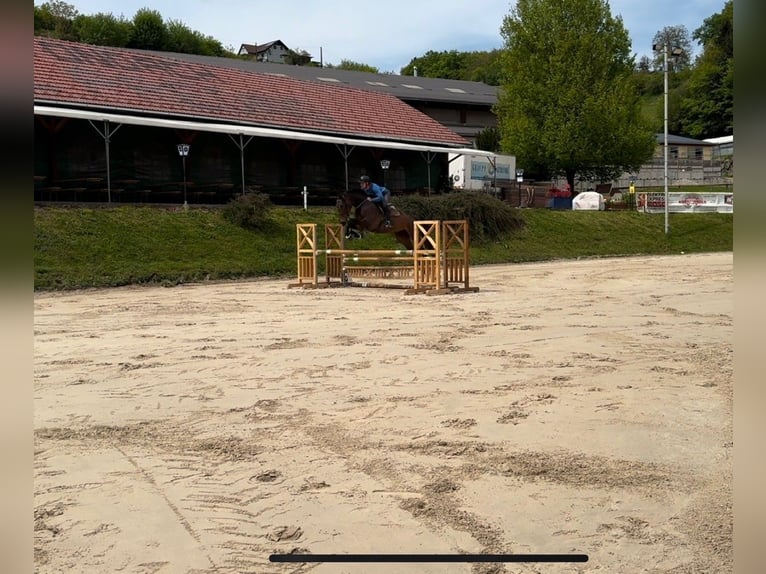 Belgisches Warmblut Wallach 10 Jahre 180 cm Brauner in Allerheiligen bei Wildon