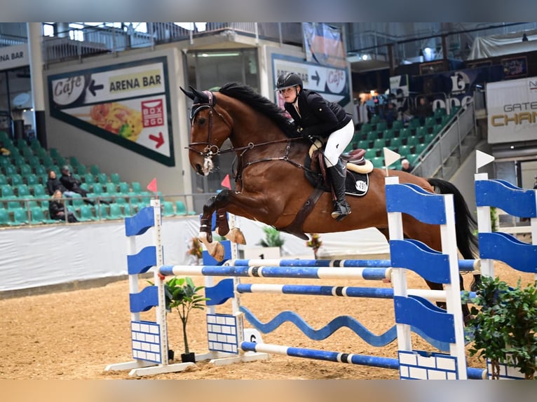 Belgisches Warmblut Wallach 10 Jahre 183 cm Brauner in Oberstadion