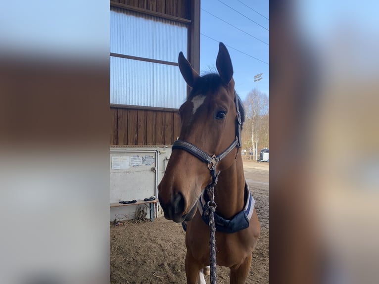 Belgisches Warmblut Wallach 10 Jahre 183 cm Brauner in Oberstadion
